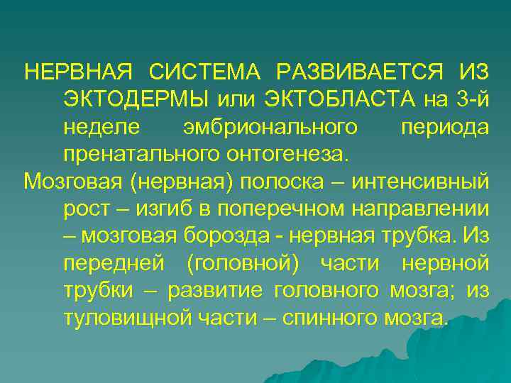 НЕРВНАЯ СИСТЕМА РАЗВИВАЕТСЯ ИЗ ЭКТОДЕРМЫ или ЭКТОБЛАСТА на 3 -й неделе эмбрионального периода пренатального