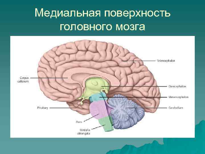 Медиальная поверхность головного мозга 