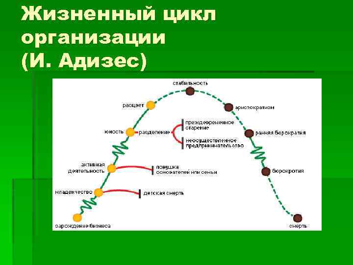 Цикл из 5 этапов. Стадии жизненного цикла компании по Адизесу. Фаза жизненного цикла развития организации. Жизненного цикла организации (ЖЦО). Кривая жизненного цикла организации по Адизесу.