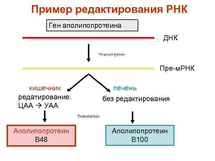 структура гена экзоны интроны. днк молекулярная биология. дезоксирибонуклеиновая кислота днк. роль мрнк. гены рнк.