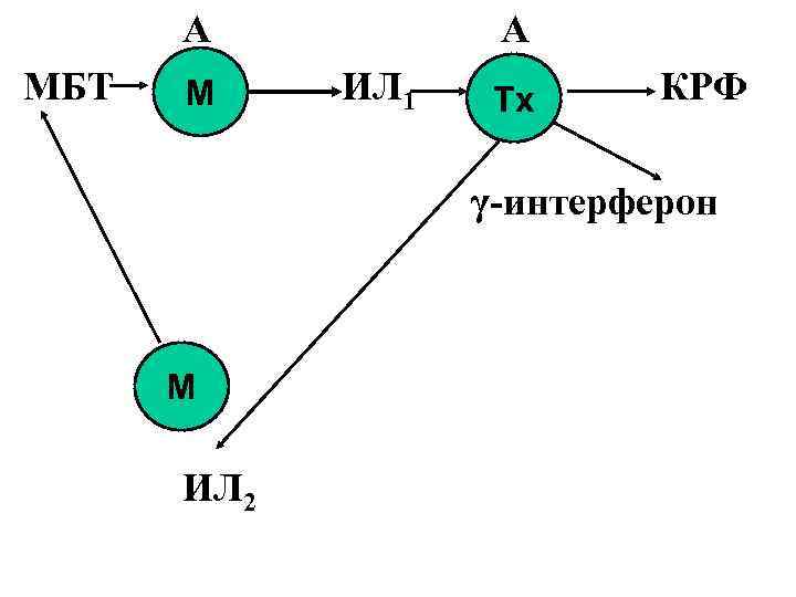А МБТ М А ИЛ 1 Тх КРФ γ интерферон М ИЛ 2 