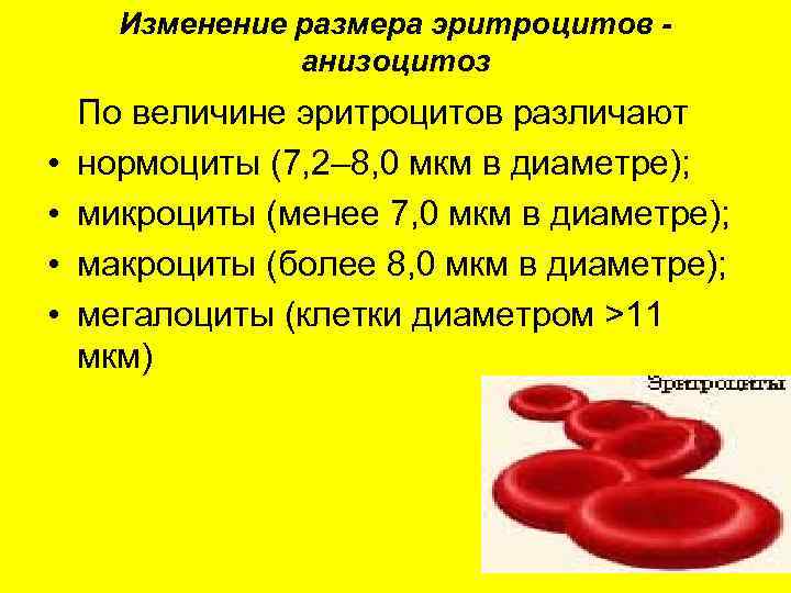 В отличие от эритроцитов. Изменение формы и размеров эритроцитов. Эритроциты диаметр толщина. Диаметр клетки мкм эритроцитов человека. Размер эритроцита.