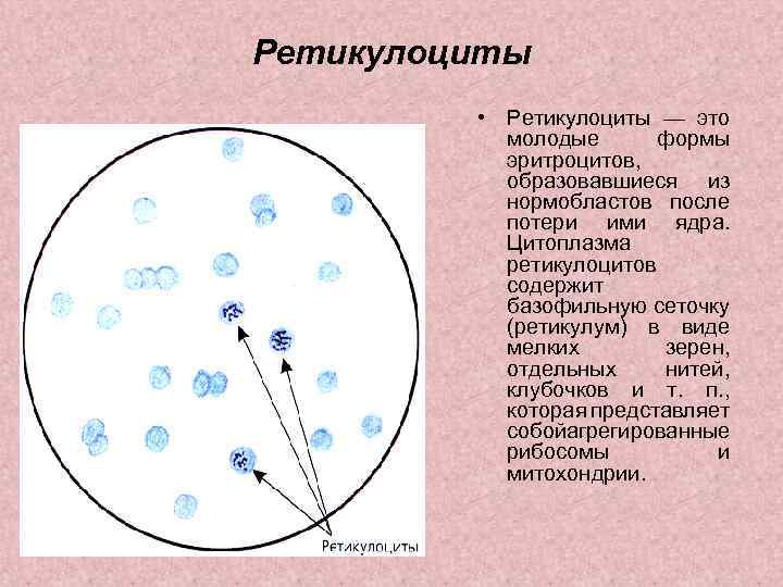 Ретикулоциты это. Ретикулоциты ядро. Ретикулоциты форма и плотность ядра. Ретикулоциты основные морфологические признаки. Форма ретикулоцитов.