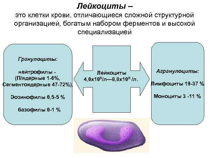 Лейкоциты – это клетки крови, отличающиеся сложной структурной организацией, богатым набором ферментов и высокой