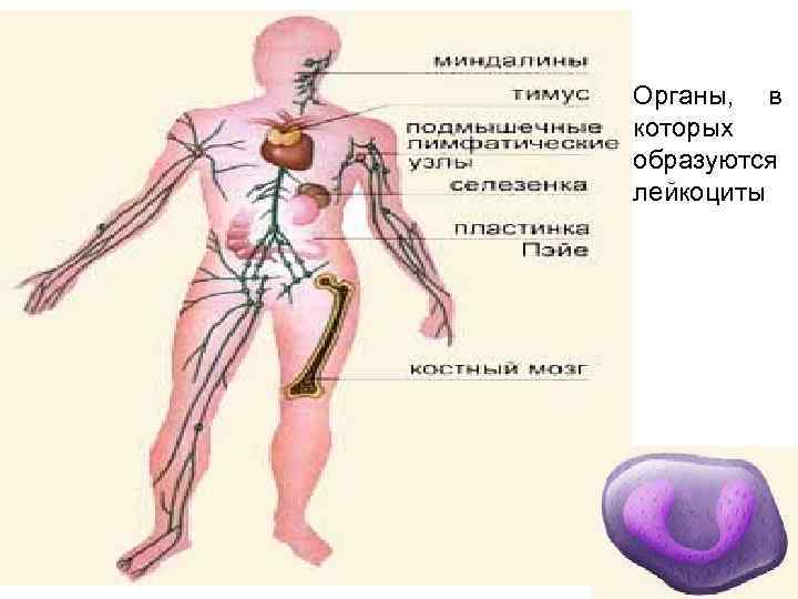 Органы, в которых образуются лейкоциты 