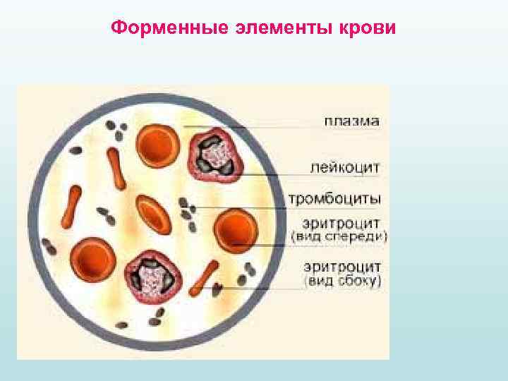 Форменные элементы крови 