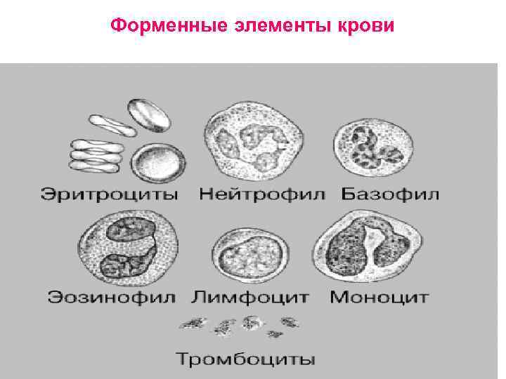 Форменные элементы крови 