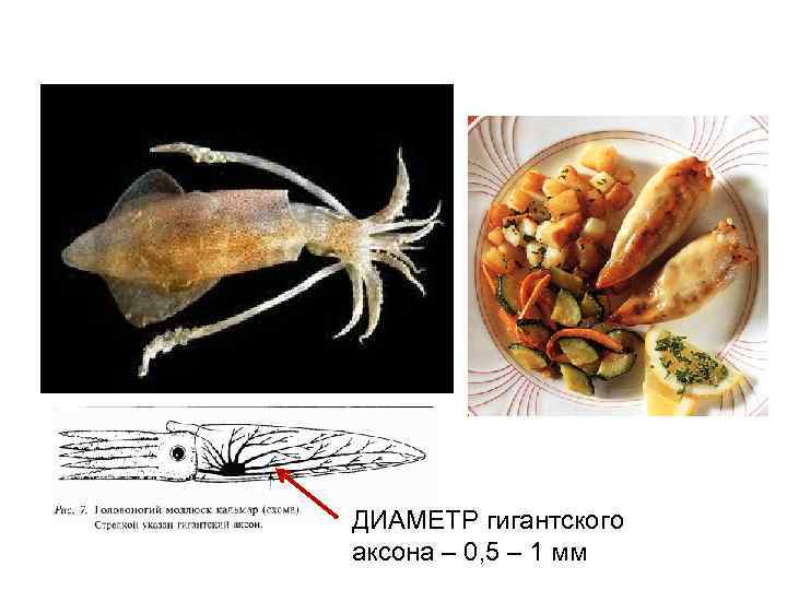 ДИАМЕТР гигантского аксона – 0, 5 – 1 мм 