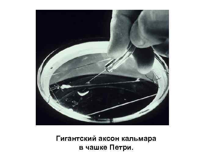 Гигантский аксон кальмара в чашке Петри. 