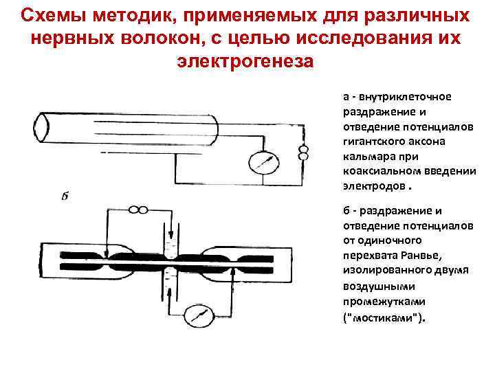 Схемы методик, применяемых для различных нервных волокон, с целью исследования их электрогенеза a -