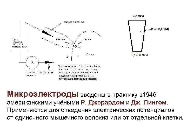 Микроэлектроды введены в практику в 1946 американскими учёными Р. Джерардом и Дж. Лингом. Применяются