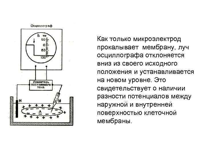 Как только микроэлектрод прокалывает мембрану, луч осциллографа отклоняется вниз из своего исходного положения и