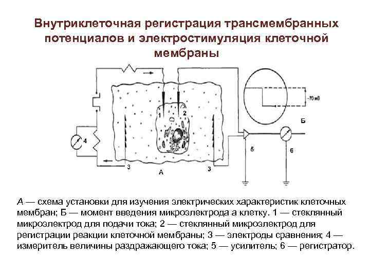 Внутриклеточная регистрация трансмембранных потенциалов и электростимуляция клеточной мембраны А — схема установки для изучения