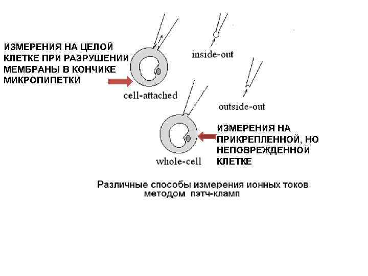 ИЗМЕРЕНИЯ НА ЦЕЛОЙ КЛЕТКЕ ПРИ РАЗРУШЕНИИ МЕМБРАНЫ В КОНЧИКЕ МИКРОПИПЕТКИ ИЗМЕРЕНИЯ НА ПРИКРЕПЛЕННОЙ, НО