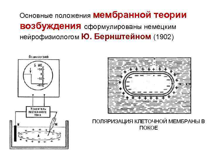 Основные положения мембранной теории возбуждения сформулированы немецким нейрофизиологом Ю. Бернштейном (1902) ПОЛЯРИЗАЦИЯ КЛЕТОЧНОЙ МЕМБРАНЫ