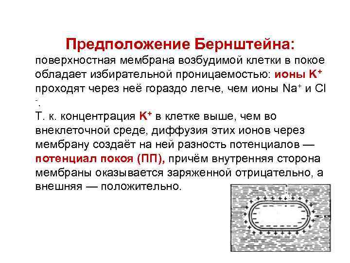 Предположение Бернштейна: поверхностная мембрана возбудимой клетки в покое обладает избирательной проницаемостью: ионы K+ проходят