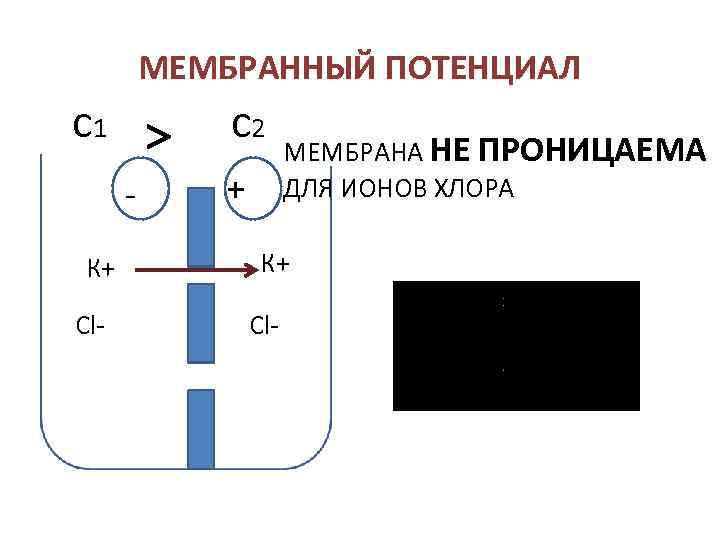 Сосудистая стенка свободно проницаема для ионов натрия