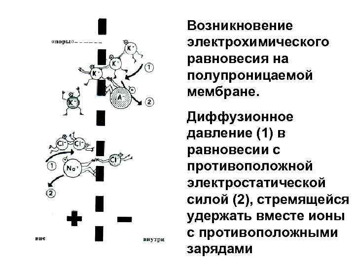 Возникновение электрохимического равновесия на полупроницаемой мембране. Диффузионное давление (1) в равновесии с противоположной электростатической