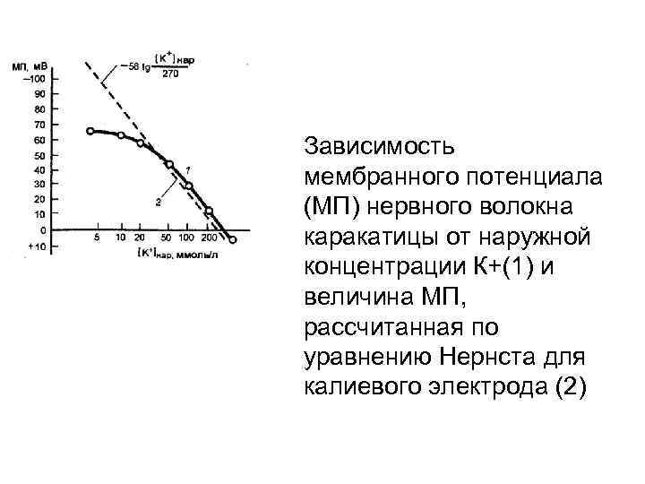 Зависимость мембранного потенциала (МП) нервного волокна каракатицы от наружной концентрации К+(1) и величина МП,