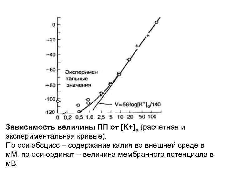 Зависимость величины ПП от [K+]е (расчетная и экспериментальная кривые). По оси абсцисс – содержание