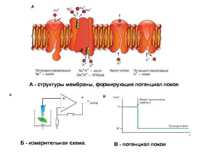 А - структуры мембраны, формирующие потенциал покоя Б - измерительная схема. В - потенциал