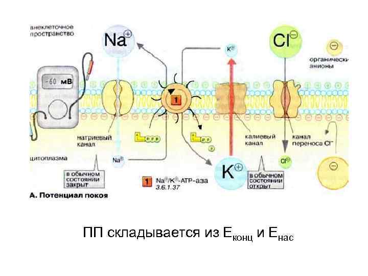 ПП складывается из Еконц и Енас 