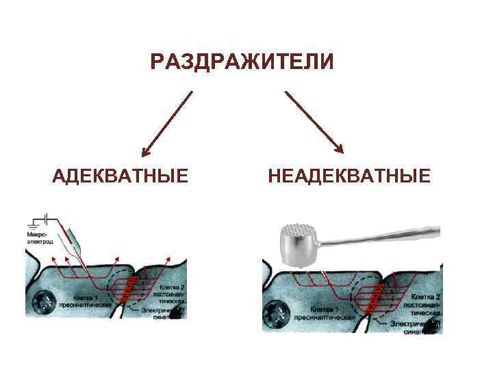 РАЗДРАЖИТЕЛИ АДЕКВАТНЫЕ НЕАДЕКВАТНЫЕ 