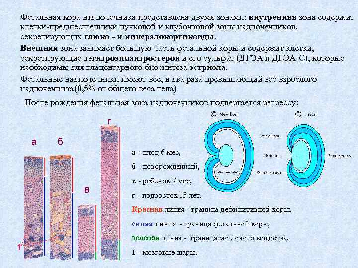 Исследование коры надпочечников