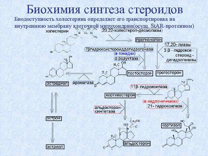 Стероидный анализ слюны. Синтез стероидных гормонов биохимия. Синтез кортизола биохимия.