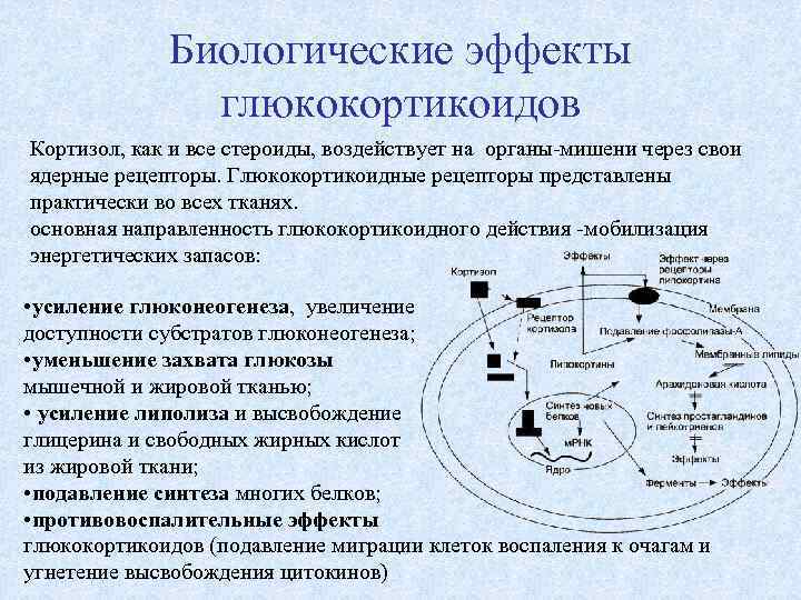 Биологические эффекты глюкокортикоидов Кортизол, как и все стероиды, воздействует на органы-мишени через свои ядерные