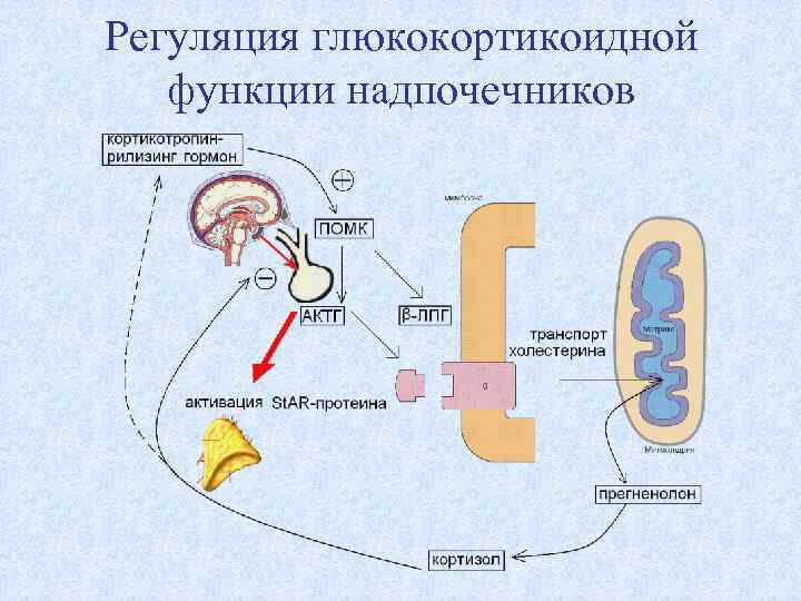 Регуляция глюкокортикоидной функции надпочечников 