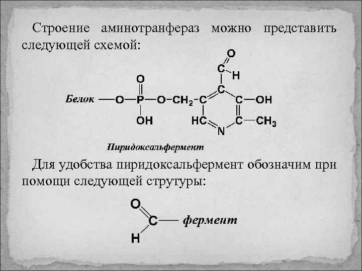 Строение аминотранфераз можно представить следующей схемой: Для удобства пиридоксальфермент обозначим при помощи следующей струтуры: