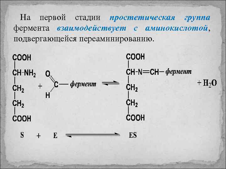 На первой стадии простетическая группа фермента взаимодействует с аминокислотой, подвергающейся переаминированию. 