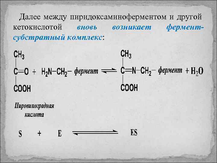 Далее между пиридоксаминоферментом и другой кетокислотой вновь возникает ферментсубстратный комплекс: 