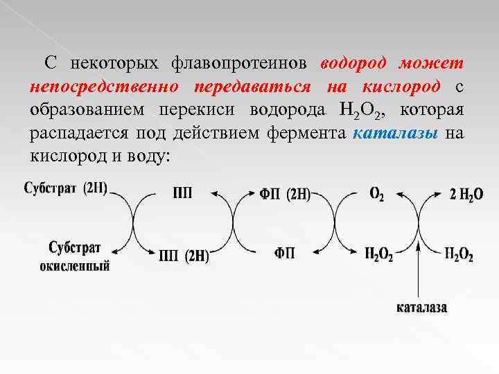 С некоторых флавопротеинов водород может непосредственно передаваться на кислород с образованием перекиси водорода Н