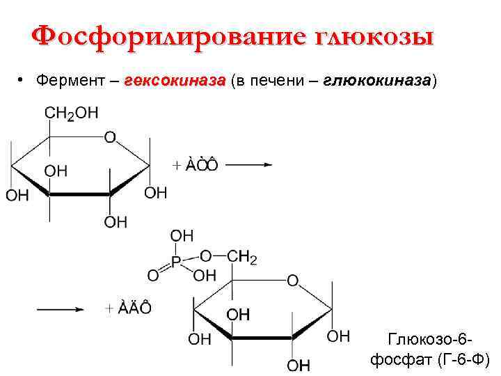 Фосфорилирование глюкозы • Фермент – гексокиназа (в печени – глюкокиназа) Глюкозо-6 фосфат (Г-6 -Ф)