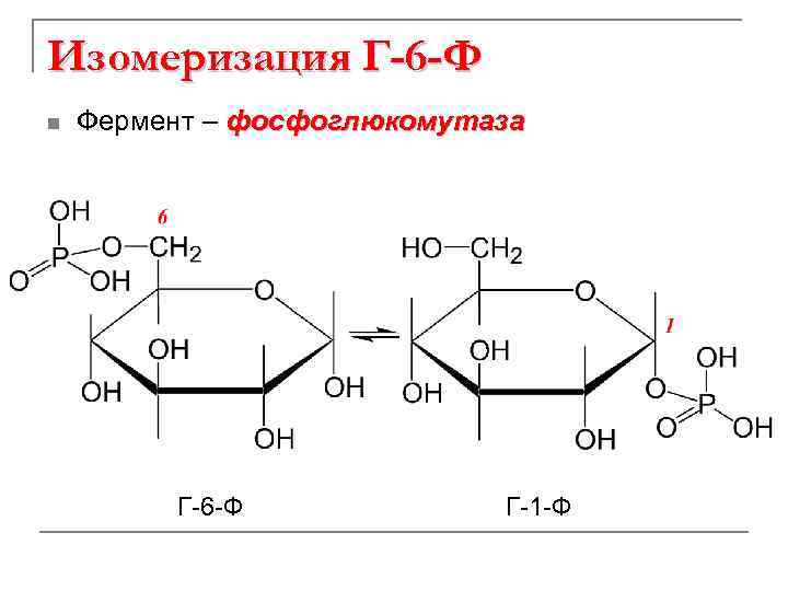 Изомеризация Г-6 -Ф n Фермент – фосфоглюкомутаза Г-6 -Ф Г-1 -Ф 