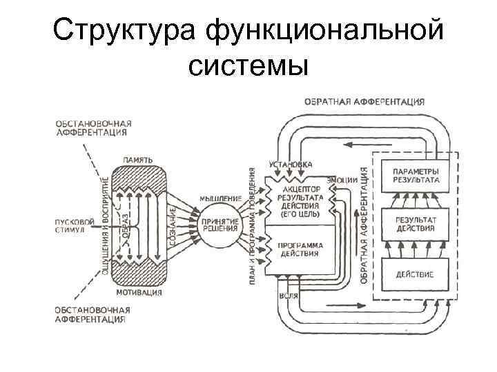 Структура функциональной системы 