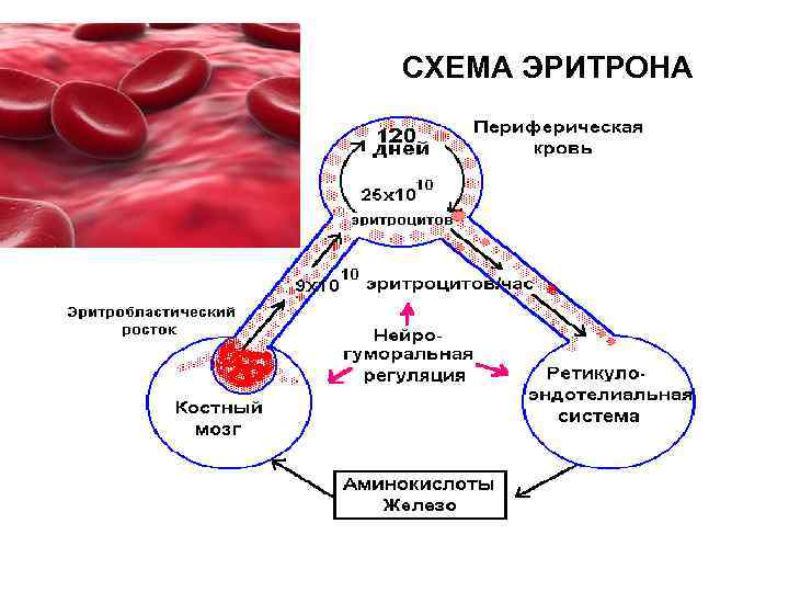 Эритрон