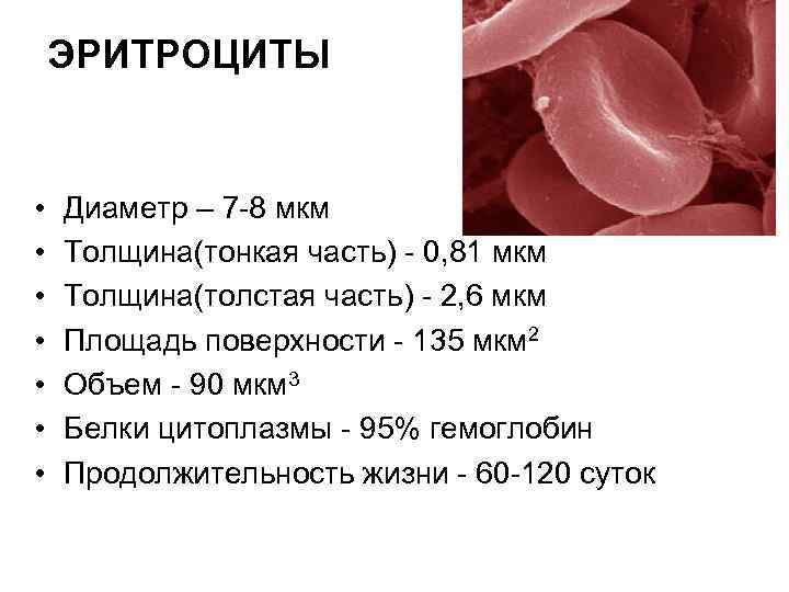 Тонкая толщина. Средний диаметр эритроцитов норма мкм. Диаметр эритроцита 2 мкм.. Диаметр эритроцита в норме. Диаметр эритроцита человека.