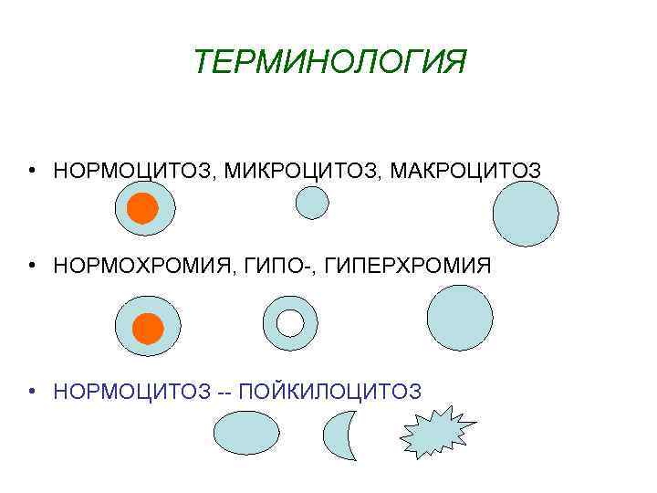 ТЕРМИНОЛОГИЯ • НОРМОЦИТОЗ, МИКРОЦИТОЗ, МАКРОЦИТОЗ • НОРМОХРОМИЯ, ГИПО-, ГИПЕРХРОМИЯ • НОРМОЦИТОЗ -- ПОЙКИЛОЦИТОЗ 