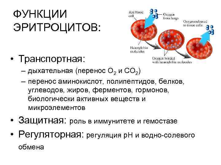ФУНКЦИИ ЭРИТРОЦИТОВ: • Транспортная: – дыхательная (перенос О 2 и СО 2) – перенос