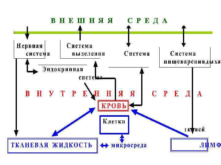 В Н Е Ш Н Я Я С Р Е Д А 