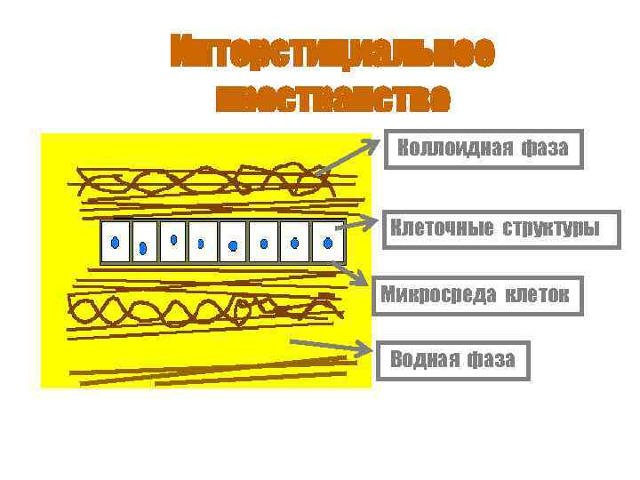 Интерстициальное пространство Коллоидная фаза Клеточные структуры Микросреда клеток Водная фаза 