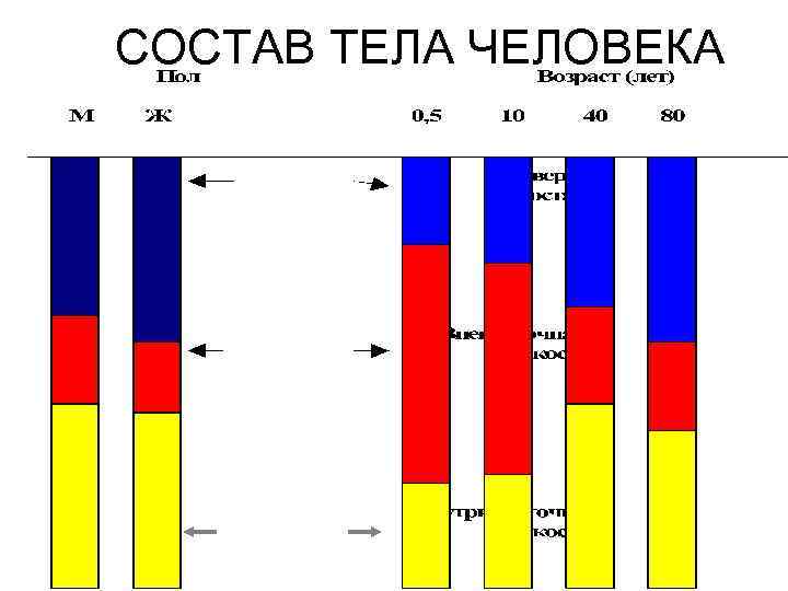 СОСТАВ ТЕЛА ЧЕЛОВЕКА 