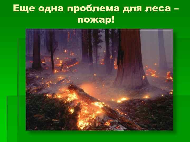 Еще одна проблема для леса – пожар! 