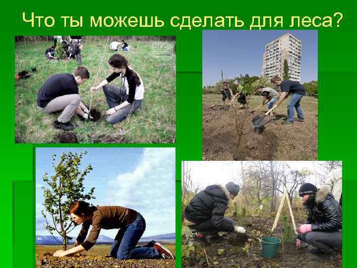 Что ты можешь сделать для леса? 