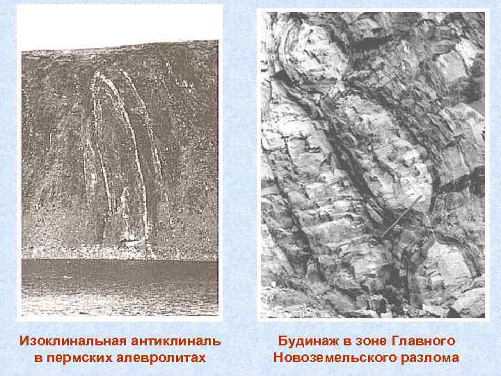Изоклинальная антиклиналь в пермских алевролитах Будинаж в зоне Главного Новоземельского разлома 