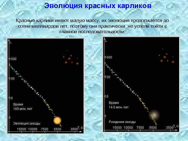 Эволюция красных карликов Красные карлики имеют малую массу, их эволюция продолжается до сотни миллиардов