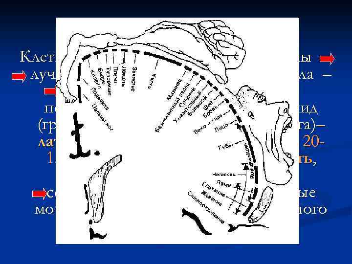 Пирамидный путь Клетки Беца прецентральной извилины – лучистый венец - внутренняя капсула – ножки